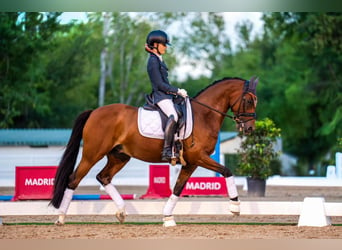 Poni clásico, Caballo castrado, 13 años, 148 cm, Castaño oscuro