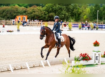 Poni clásico, Caballo castrado, 13 años, 148 cm, Castaño oscuro