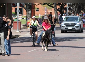 Poni clásico, Caballo castrado, 13 años, 91 cm, Tobiano-todas las-capas