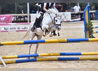 Poni clásico, Caballo castrado, 14 años, 108 cm, Tordo