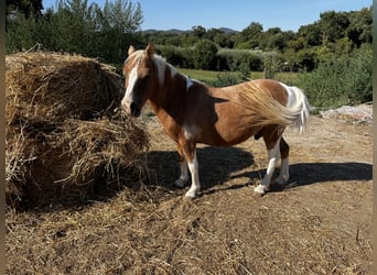 Poni clásico, Caballo castrado, 14 años, 110 cm