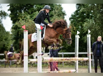 Poni clásico, Caballo castrado, 14 años, 143 cm, Alazán-tostado