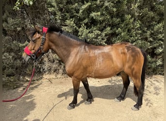 Poni clásico, Caballo castrado, 15 años, 130 cm, Castaño oscuro