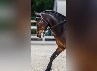 Poni clásico, Caballo castrado, 15 años, 136 cm, Castaño oscuro