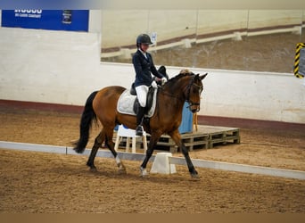Poni clásico, Caballo castrado, 15 años, 148 cm, Castaño claro