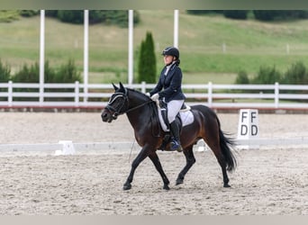 Poni clásico, Caballo castrado, 16 años, 135 cm, Castaño oscuro