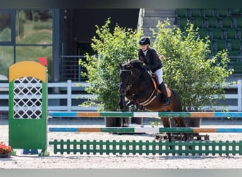 Poni clásico, Caballo castrado, 16 años, 135 cm, Castaño oscuro