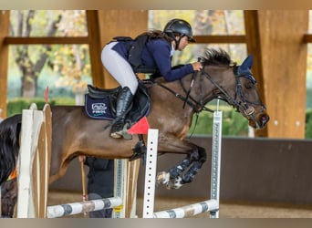 Poni clásico, Caballo castrado, 18 años, 139 cm, Castaño oscuro