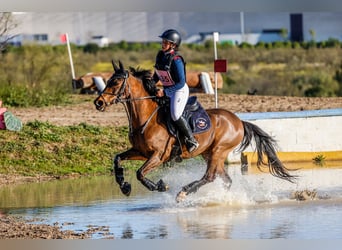 Poni clásico, Caballo castrado, 18 años, 139 cm, Castaño oscuro