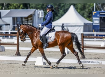 Poni clásico, Caballo castrado, 18 años, 139 cm, Castaño oscuro