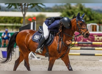 Poni clásico, Caballo castrado, 18 años, 139 cm, Castaño oscuro