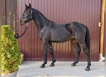 Poni clásico, Caballo castrado, 3 años, 149 cm, Negro