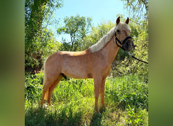 Poni clásico, Caballo castrado, 4 años, 125 cm, Palomino