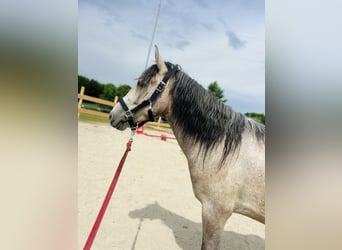 Poni clásico, Caballo castrado, 4 años, 150 cm, Musgo marrón