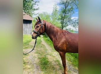Poni clásico, Caballo castrado, 4 años, 155 cm