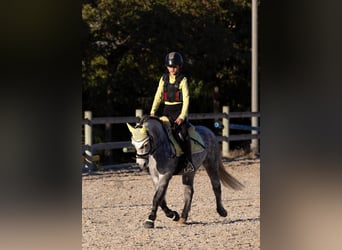 Poni clásico, Caballo castrado, 5 años, 124 cm, Tordo