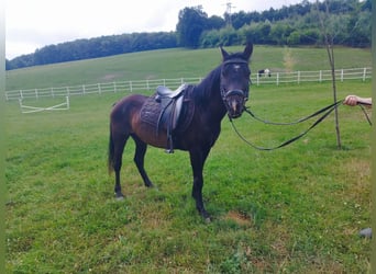 Poni clásico, Caballo castrado, 5 años, 130 cm, Castaño