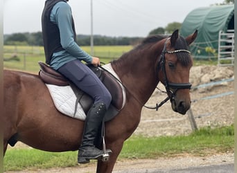 Poni clásico, Caballo castrado, 5 años, 136 cm, Castaño