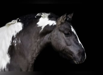 Poni clásico, Caballo castrado, 5 años, 140 cm, Pío