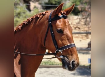 Poni clásico Mestizo, Caballo castrado, 5 años, 147 cm, Alazán