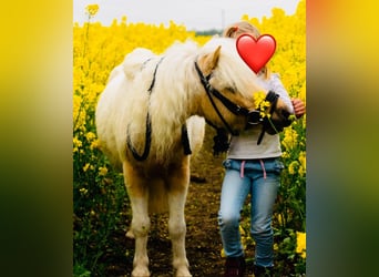 Poni clásico, Caballo castrado, 6 años, 110 cm, Palomino