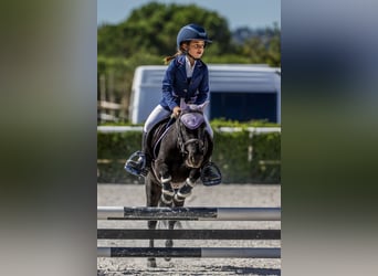 Poni clásico Mestizo, Caballo castrado, 8 años, 105 cm, Castaño oscuro