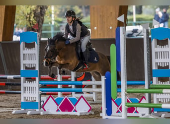 Poni clásico, Caballo castrado, 8 años, 127 cm, Castaño oscuro