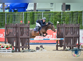 Poni clásico, Caballo castrado, 8 años, 127 cm, Castaño oscuro