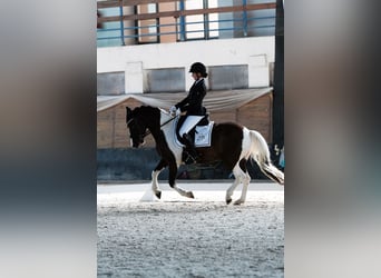 Poni clásico Mestizo, Caballo castrado, 8 años, 145 cm