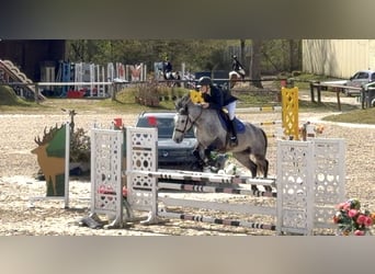 Poni clásico, Caballo castrado, 9 años, 149 cm, Tordo