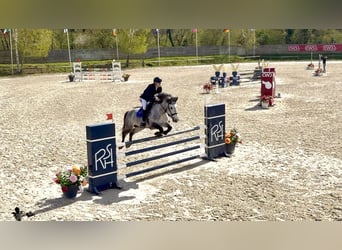 Poni clásico, Caballo castrado, 9 años, 149 cm, Tordo