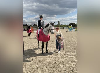 Poni clásico, Caballo castrado, 9 años, 149 cm, Tordo