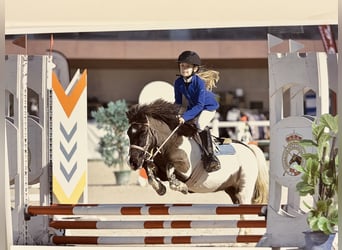 Poni clásico, Semental, 12 años