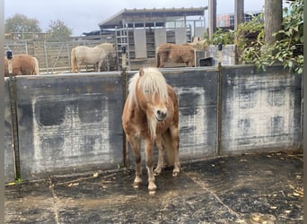Poni clásico, Semental, 4 años, 100 cm, Alazán