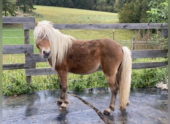 Poni clásico, Semental, 4 años, 100 cm, Alazán