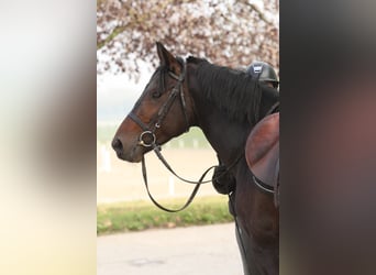 Poni clásico Mestizo, Semental, 6 años, 147 cm, Castaño oscuro