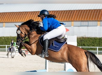 Poni clásico, Semental, 6 años, 148 cm, Castaño claro