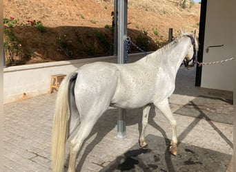 Poni clásico, Yegua, 14 años, 148 cm, Tordo picazo