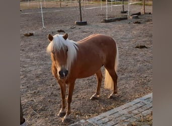 Poni clásico, Yegua, 16 años, 115 cm, Alazán