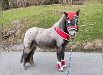 Poni clásico Mestizo, Yegua, 3 años, 115 cm, Atigrado/Moteado