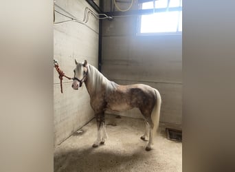 Poni clásico Mestizo, Yegua, 4 años, 115 cm, Perla