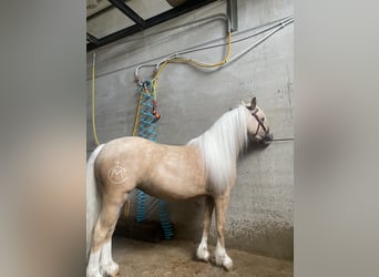 Poni clásico Mestizo, Yegua, 4 años, 120 cm, Perla