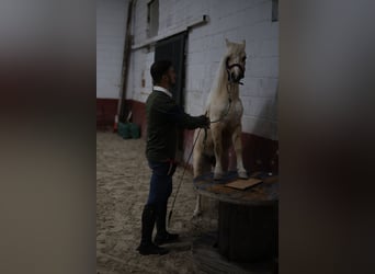 Poni clásico Mestizo, Yegua, 4 años, 120 cm, Perla