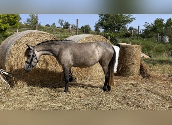 Poni clásico, Yegua, 4 años, 125 cm, Tordo rodado