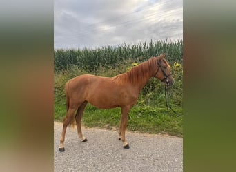 Poni clásico, Yegua, 4 años, 135 cm, Alazán