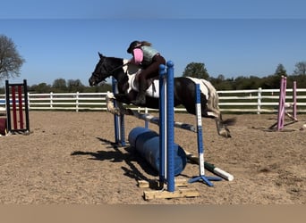 Poni clásico, Yegua, 4 años, 143 cm, Pío