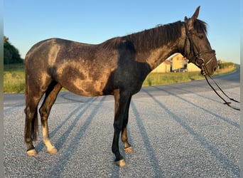 Poni clásico, Yegua, 4 años, 147 cm, Tordo picazo