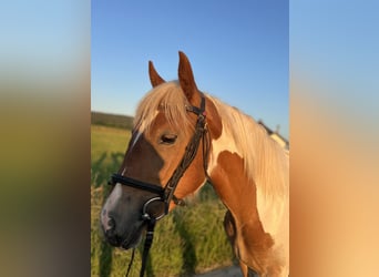 Poni clásico, Yegua, 4 años, 149 cm, Pío