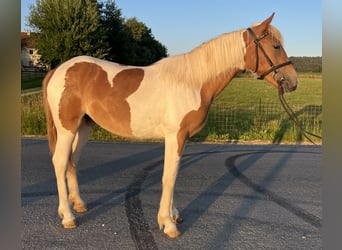 Poni clásico, Yegua, 4 años, 149 cm, Pío
