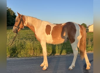 Poni clásico, Yegua, 4 años, 149 cm, Pío